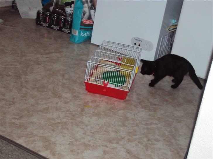 Huskat Blackie billede 4