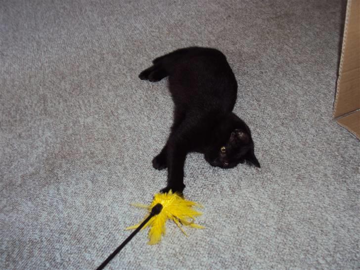 Huskat Blackie billede 5