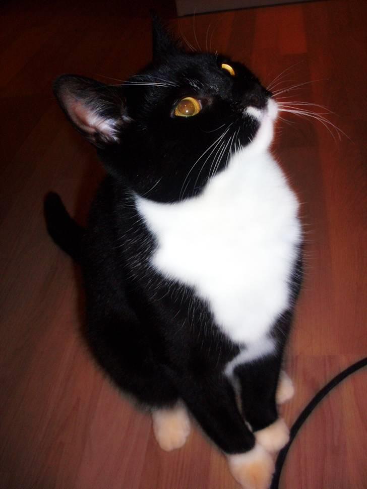 Blanding af racer Joey - Så stor og smuk. Et halvt år billede 14