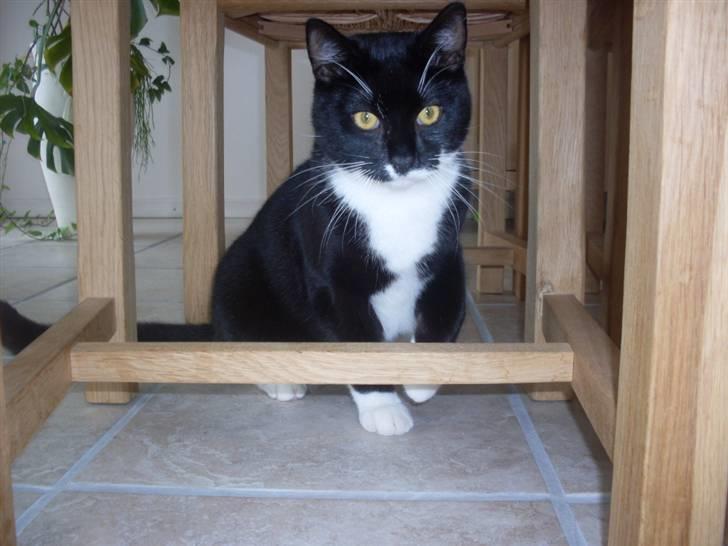 Blanding af racer Joey - Lille charmetrold  billede 15