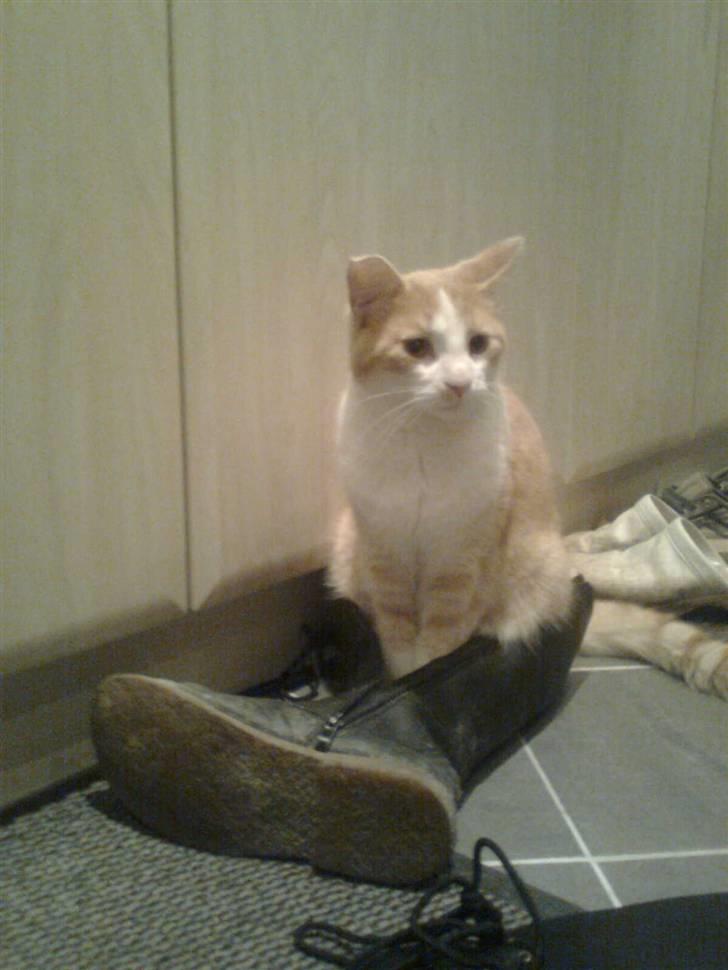 Blanding af racer prins benjamin billede 17