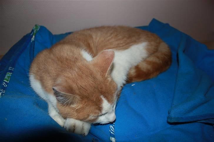 Blanding af racer prins benjamin billede 18