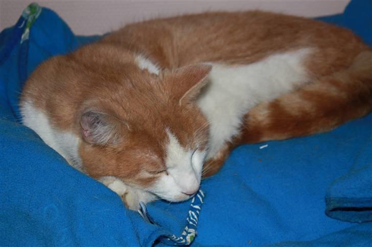 Blanding af racer prins benjamin billede 19