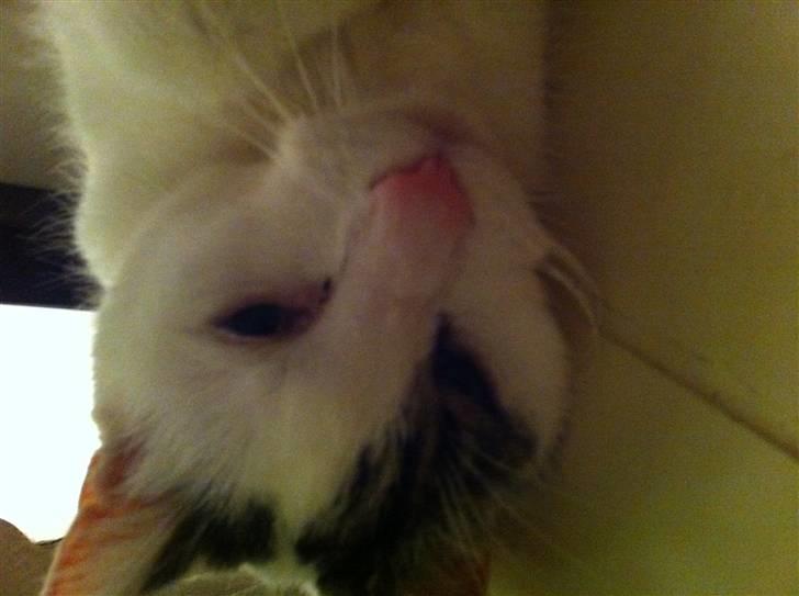 Huskat Samson billede 10