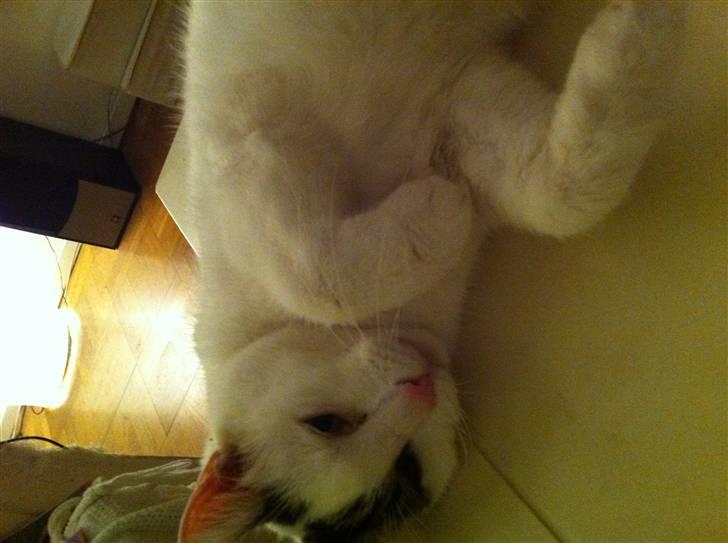 Huskat Samson billede 11