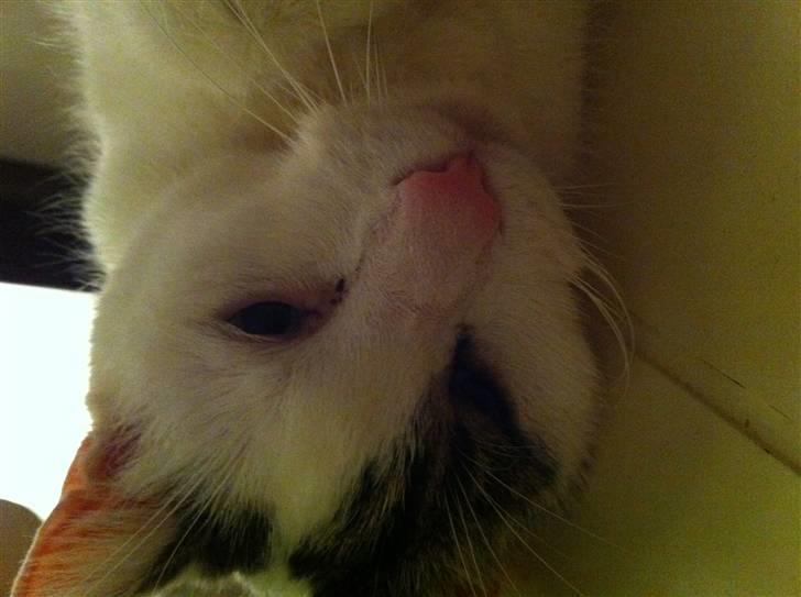 Huskat Samson billede 12