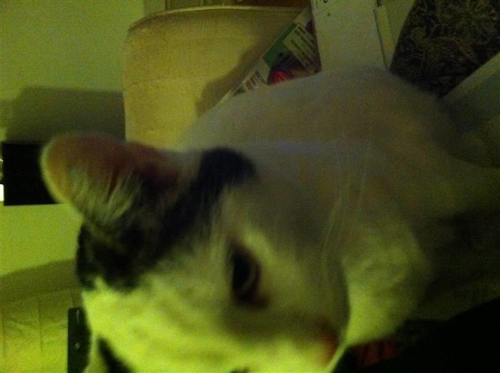 Huskat Sally billede 10