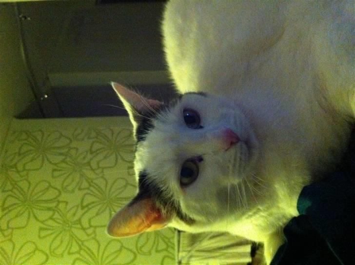 Huskat Sally billede 11