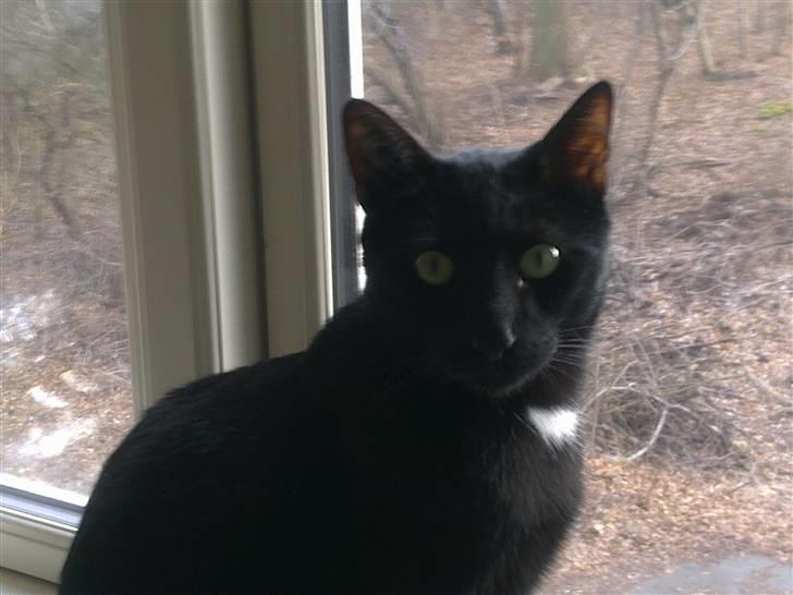 Huskat Ludvig billede 17