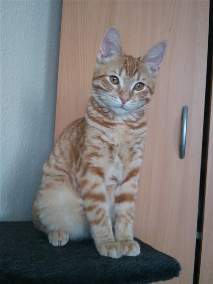 Huskat Tigerdyr billede 1