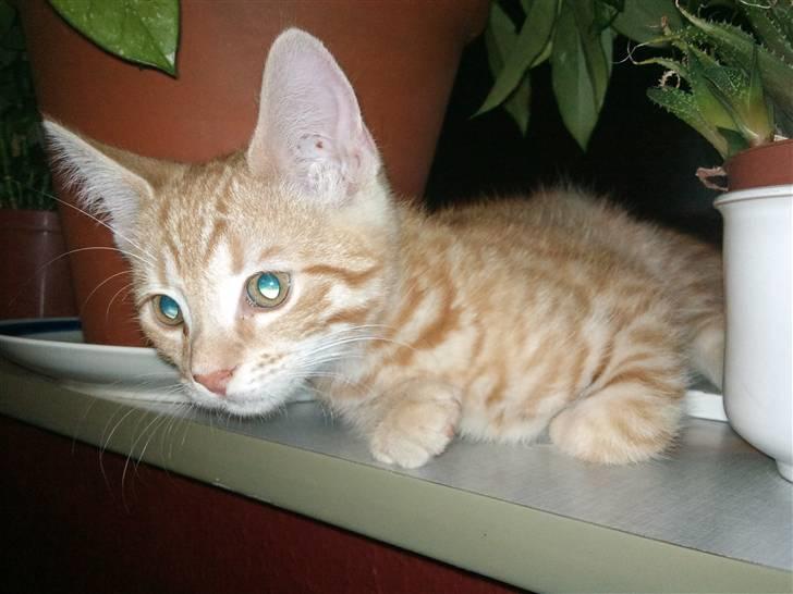 Huskat Tigerdyr billede 3