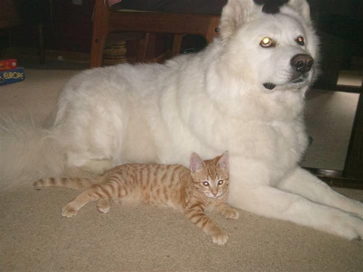 Huskat Tigerdyr billede 4