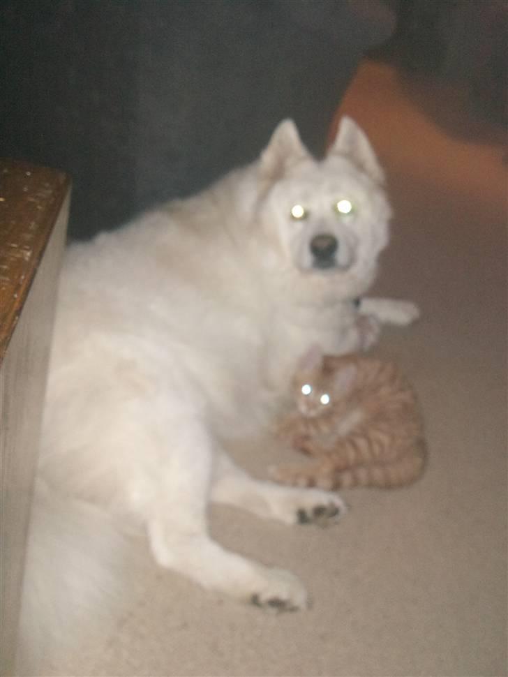 Huskat Tigerdyr billede 5