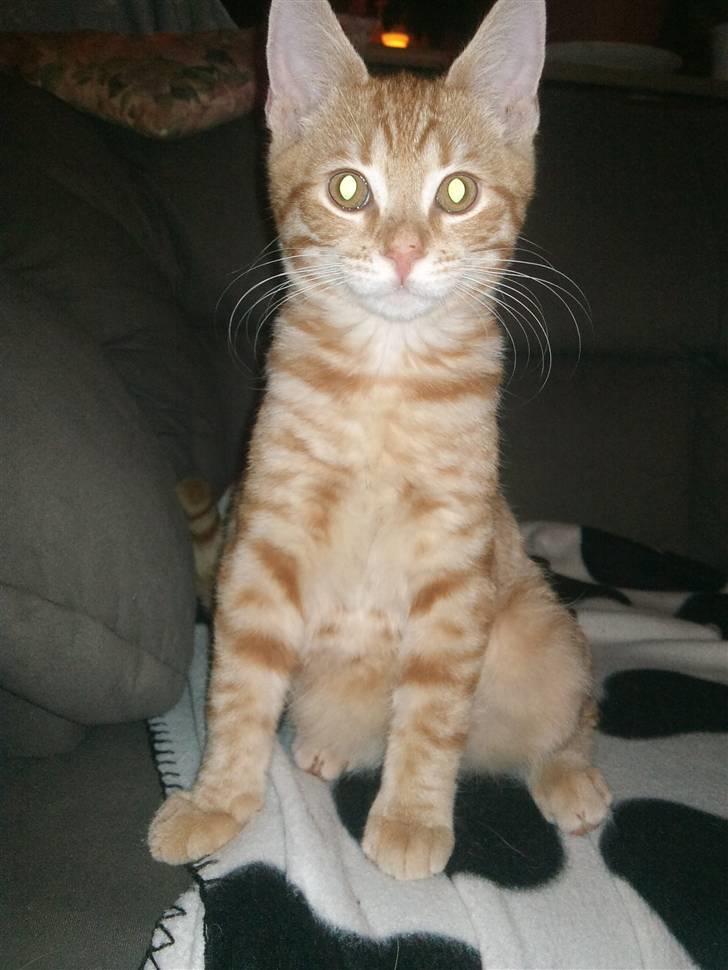 Huskat Tigerdyr billede 6