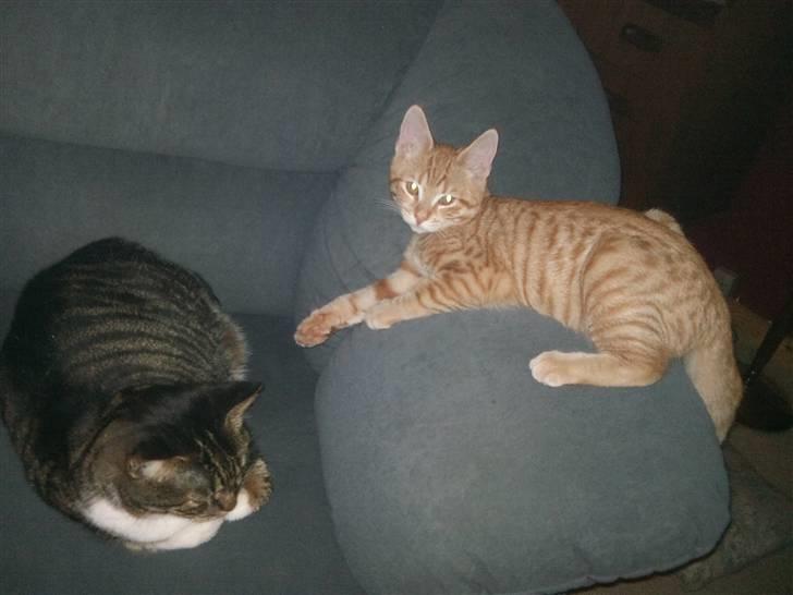 Huskat Tigerdyr billede 7