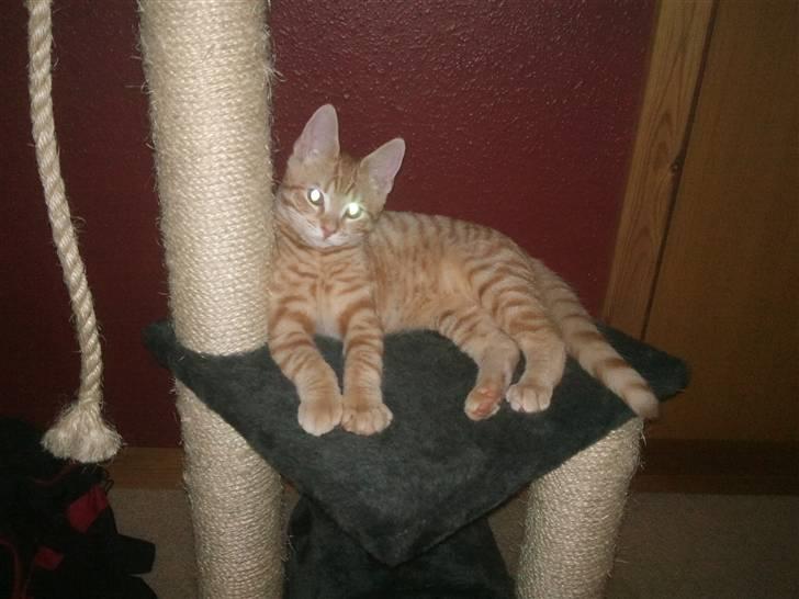 Huskat Tigerdyr billede 8