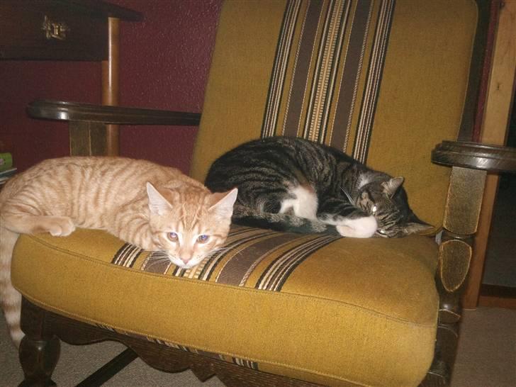 Huskat Tigerdyr billede 9