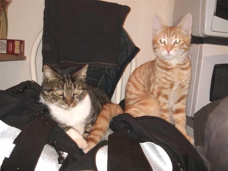 Huskat Tigerdyr billede 10