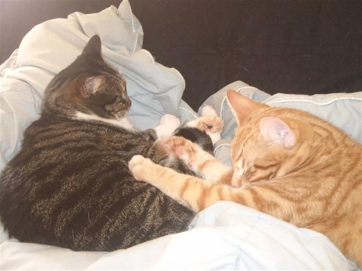 Huskat Tigerdyr billede 11