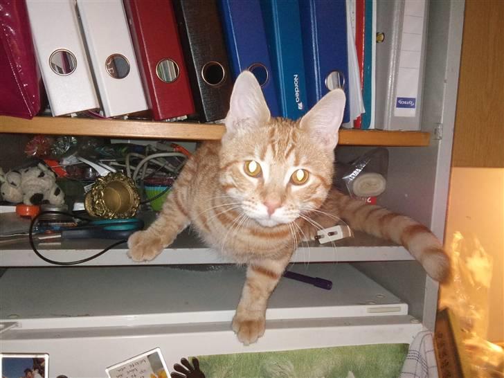 Huskat Tigerdyr billede 12