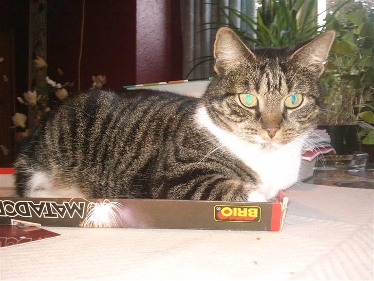 Huskat Fini billede 9