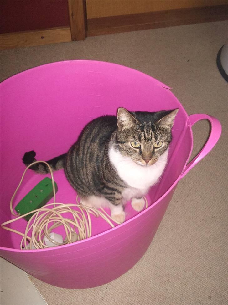 Huskat Fini billede 10