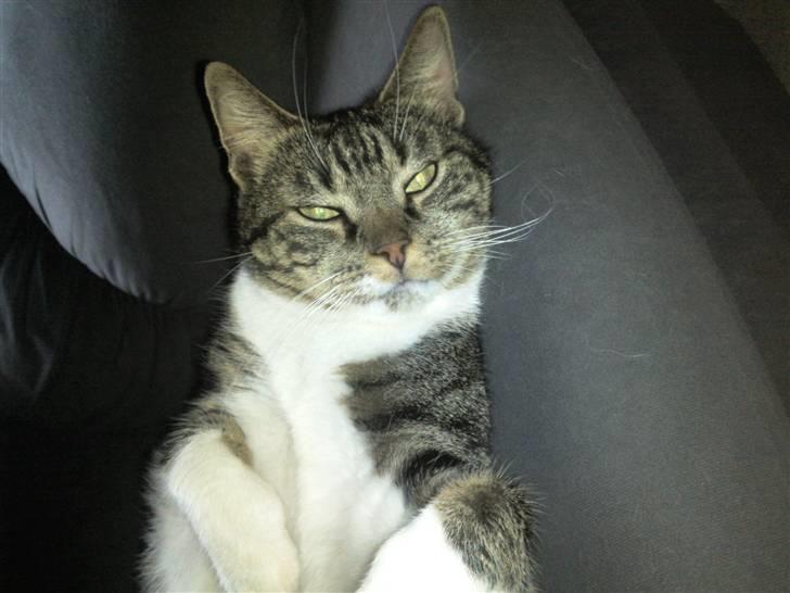 Huskat Fini billede 11