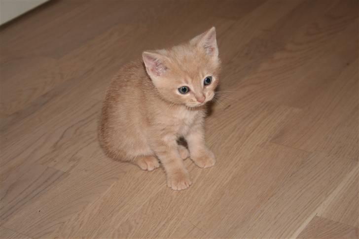 Huskat Lucifer Otis billede 2