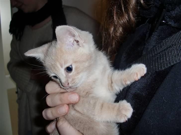 Huskat Lucifer Otis billede 3