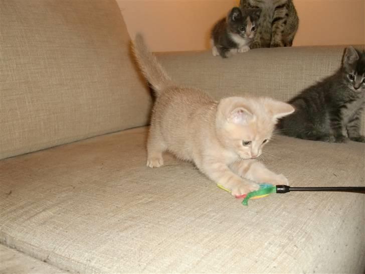 Huskat Lucifer Otis billede 4