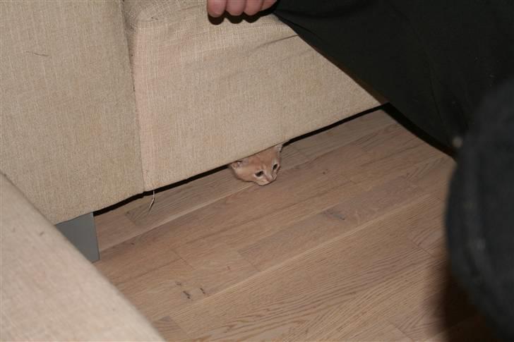 Huskat Lucifer Otis billede 5