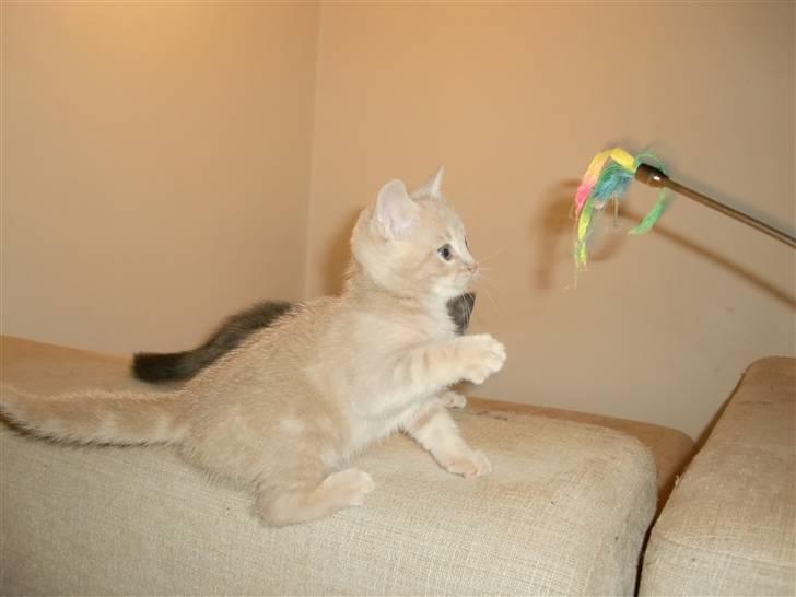 Huskat Lucifer Otis billede 6