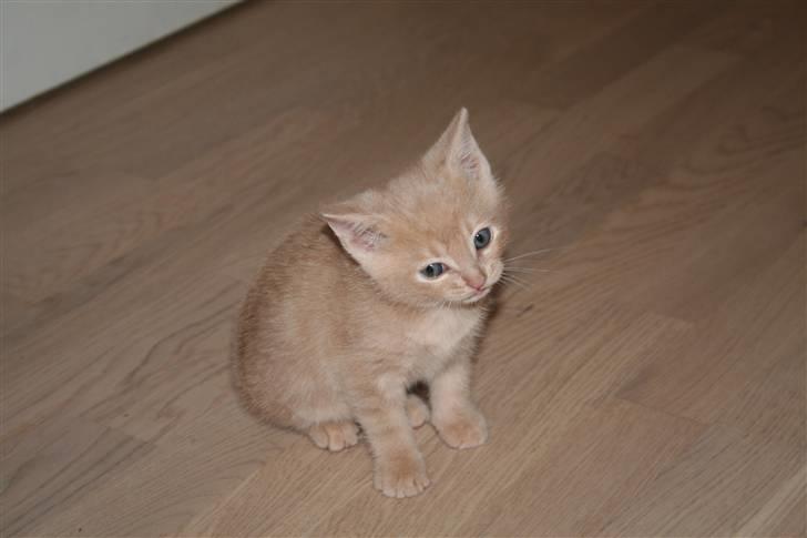 Huskat Lucifer Otis billede 7