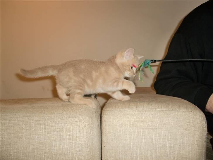 Huskat Lucifer Otis billede 8