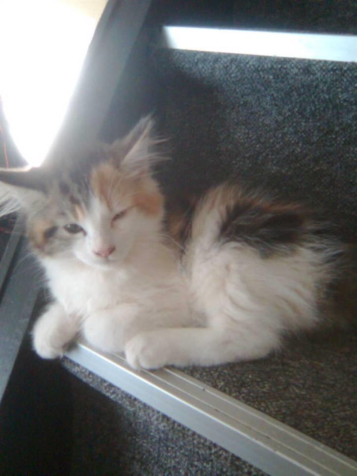 Maine Coon Malou #Malle# - Malou, da hun kom hjem til mig den 24. marts 2011 billede 3
