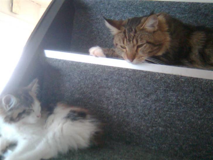 Maine Coon Malou #Malle# - Malou har fundet en ny ven - Noah. billede 4