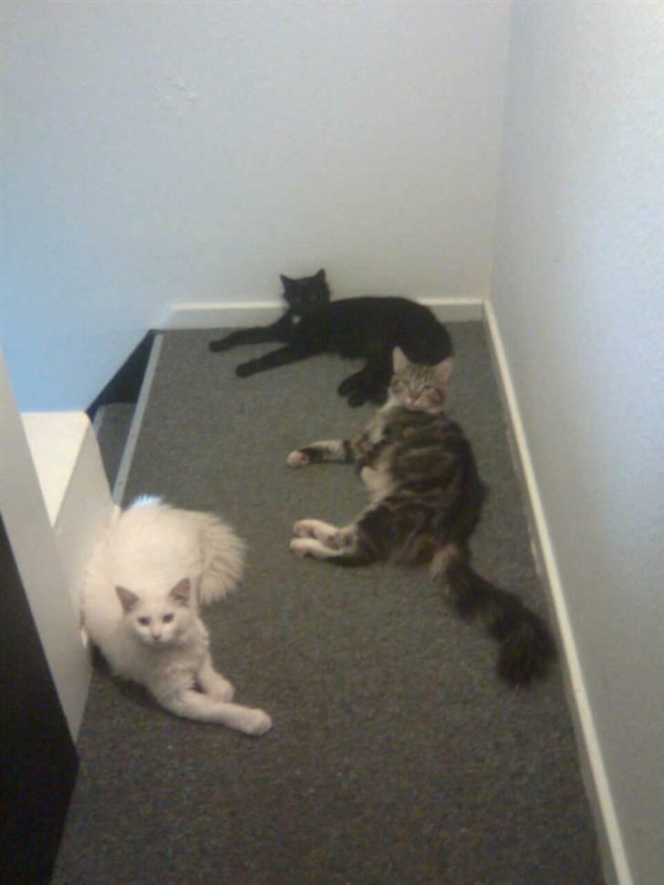 Maine Coon Duchess #Dysse# - Noah, Duchess og Bella, som jeg desværre ikke har længere. Men dejlige er de nu! <3 billede 7