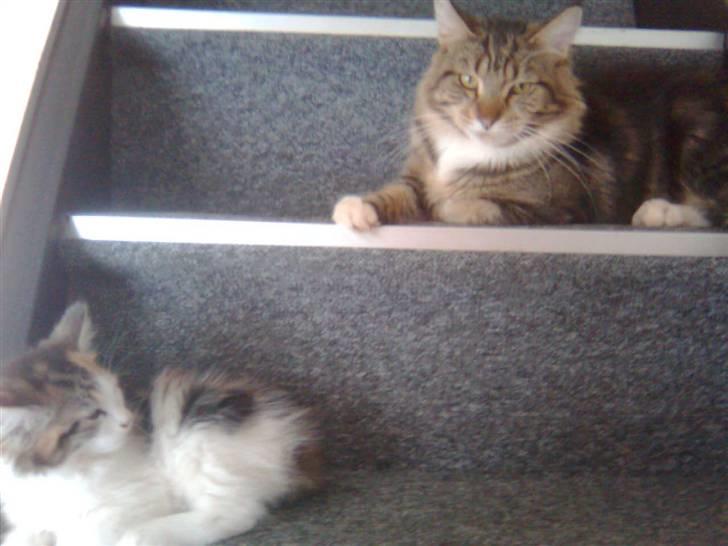 Maine Coon Noah #NoahBoah# - Noah med sin nye ven, Malou. :) billede 12