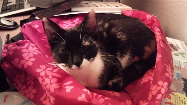 Huskat Cleo billede 1