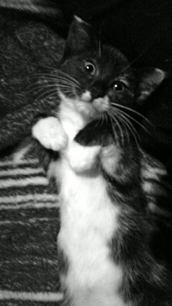 Huskat Cleo billede 2