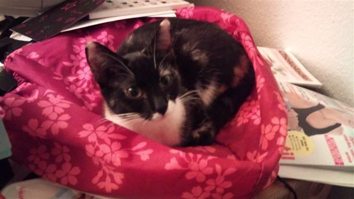 Huskat Cleo billede 3