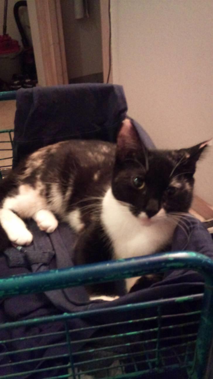 Huskat Cleo billede 4