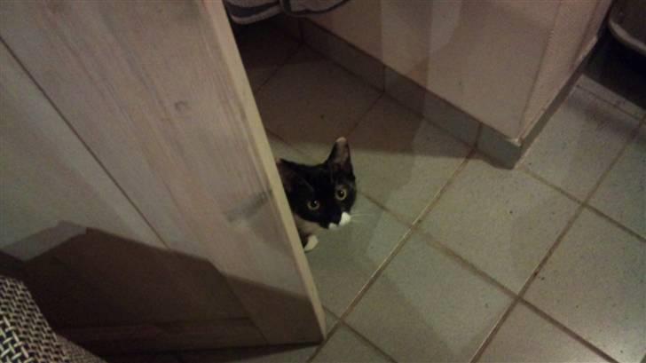 Huskat Cleo billede 5