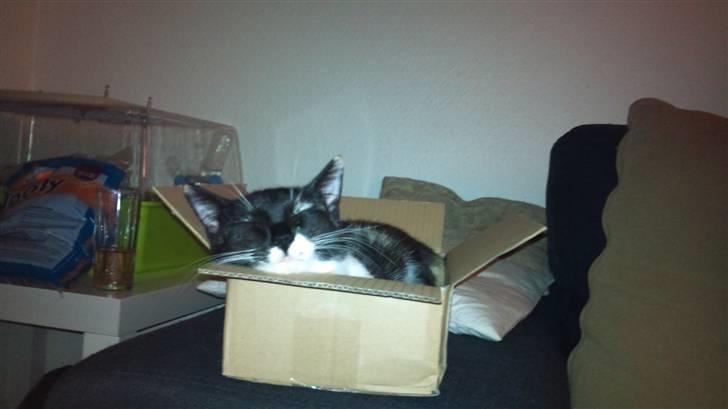 Huskat Cleo billede 6