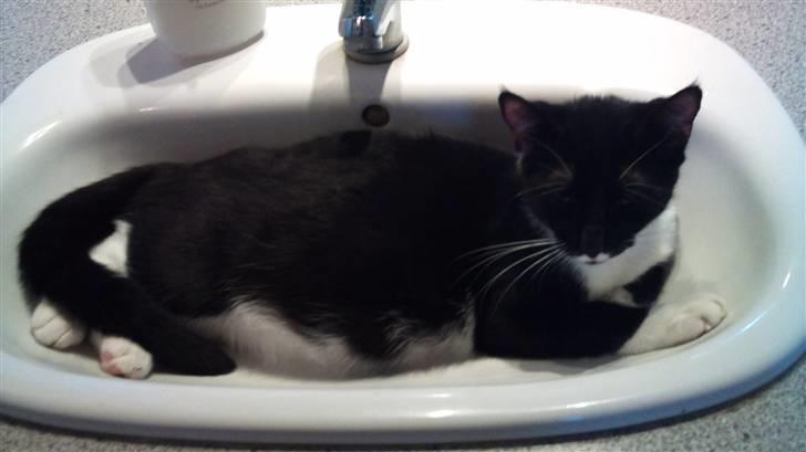 Huskat Cloie - Cloie er ved at blive rigtig tyk. :) hun venter killinger omkring 1. april -2011 billede 6