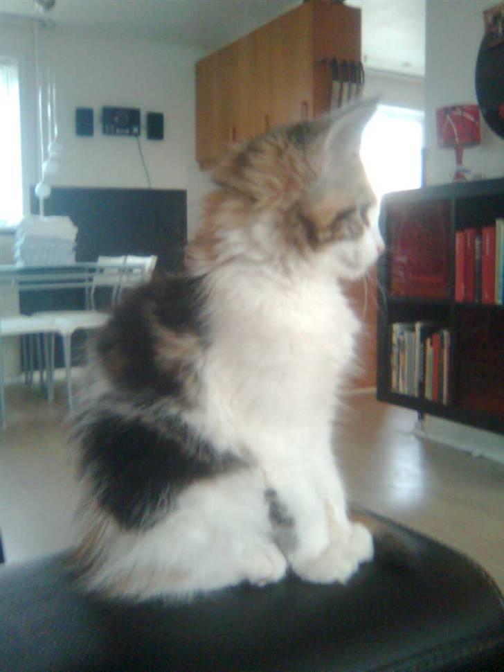 Maine Coon Malou #Malle# billede 5