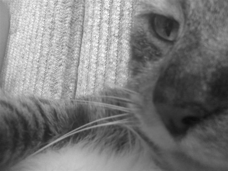 Huskat sasha billede 1