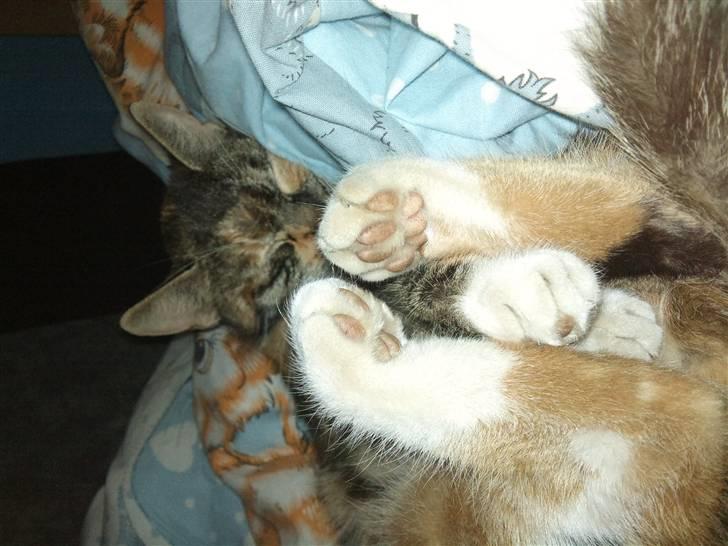 Huskat sasha billede 2