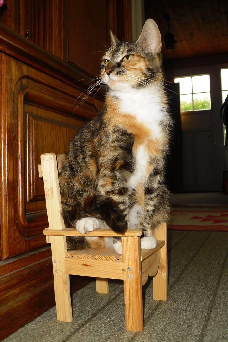 Huskat sasha billede 3