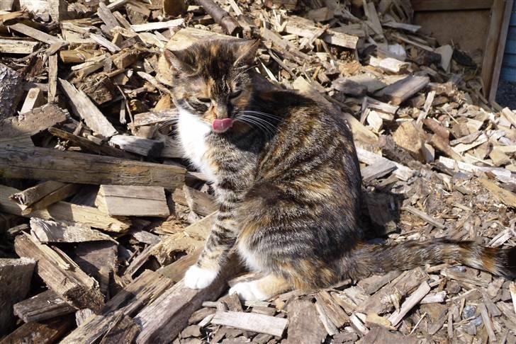 Huskat sasha billede 4